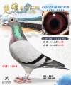 图片暂时未上传