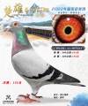 图片暂时未上传
