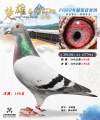 图片暂时未上传