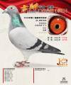 图片暂时未上传