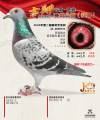 图片暂时未上传