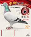 图片暂时未上传