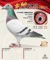 图片暂时未上传