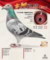 图片暂时未上传