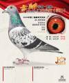 图片暂时未上传
