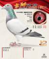 图片暂时未上传