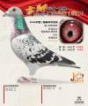 图片暂时未上传