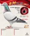 图片暂时未上传