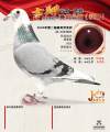 图片暂时未上传