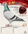 图片暂时未上传