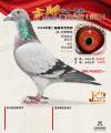 图片暂时未上传