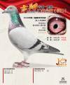 图片暂时未上传