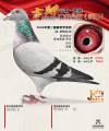 图片暂时未上传