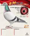 图片暂时未上传