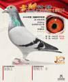 图片暂时未上传