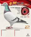 图片暂时未上传