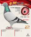 图片暂时未上传