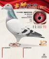 图片暂时未上传