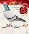 图片暂时未上传