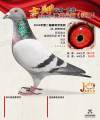 图片暂时未上传