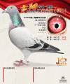 图片暂时未上传
