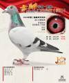 图片暂时未上传
