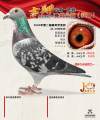 图片暂时未上传