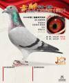 图片暂时未上传