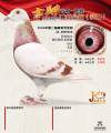 图片暂时未上传