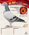 图片暂时未上传