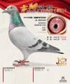 图片暂时未上传
