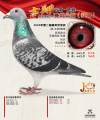 图片暂时未上传