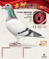 图片暂时未上传