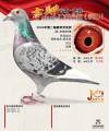 图片暂时未上传