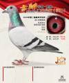 图片暂时未上传