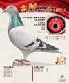 图片暂时未上传