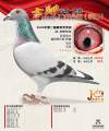 图片暂时未上传
