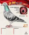 图片暂时未上传