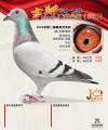 图片暂时未上传
