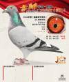 图片暂时未上传