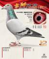 图片暂时未上传