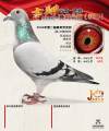 图片暂时未上传