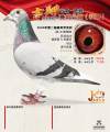 图片暂时未上传