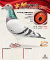图片暂时未上传