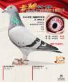 图片暂时未上传