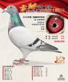 图片暂时未上传