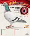 图片暂时未上传