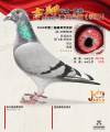 图片暂时未上传