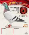 图片暂时未上传