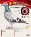 图片暂时未上传